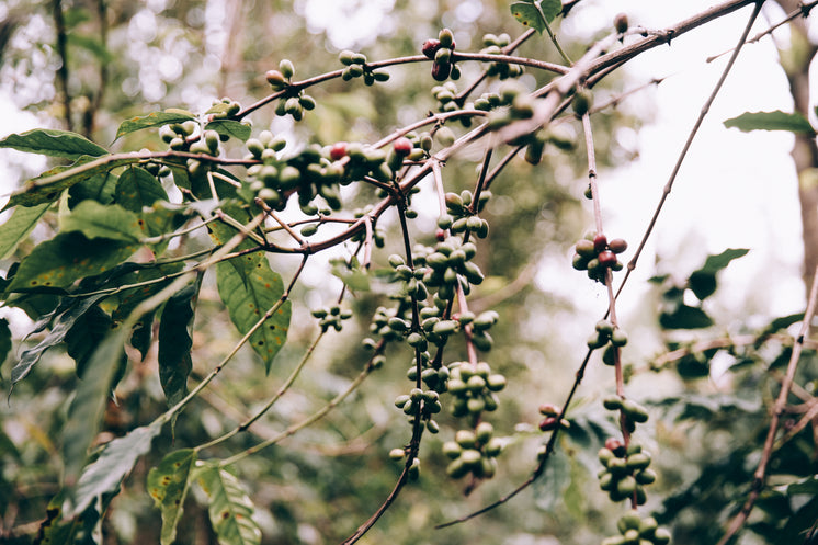 Fruit Hanging From Tropical Branches