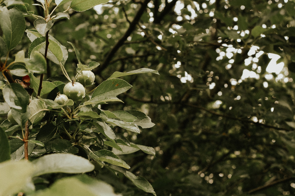 fruit tree grows in jungle