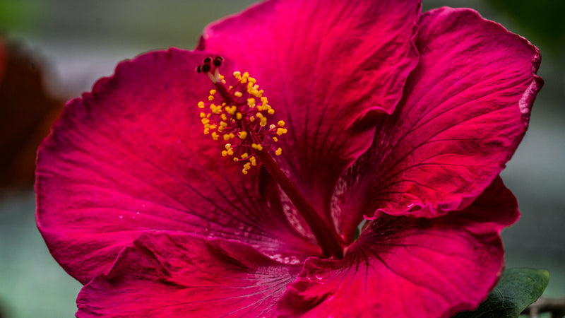 Fuchsia Blossom Closeup