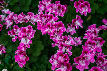 fuchsia white blossoming flowers