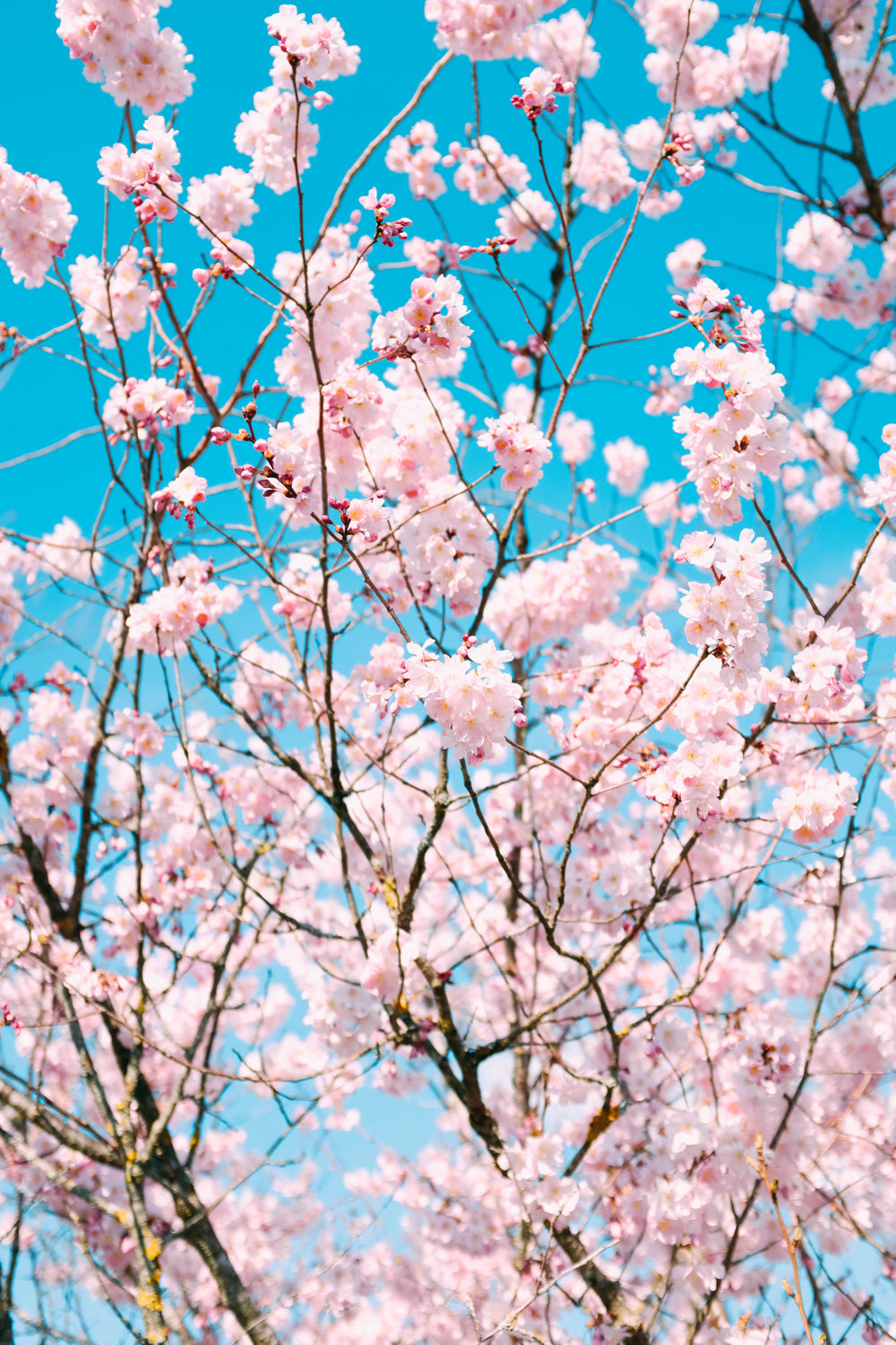Fashion Wallpaper. Pink Flowers Aesthetics. Cherry Blossom Tree