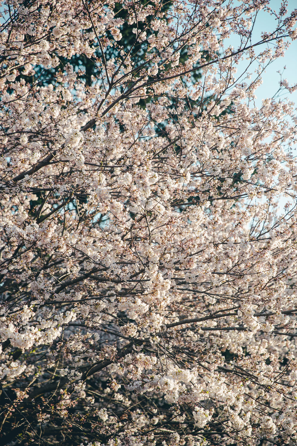 full cherry blossom tree portrait