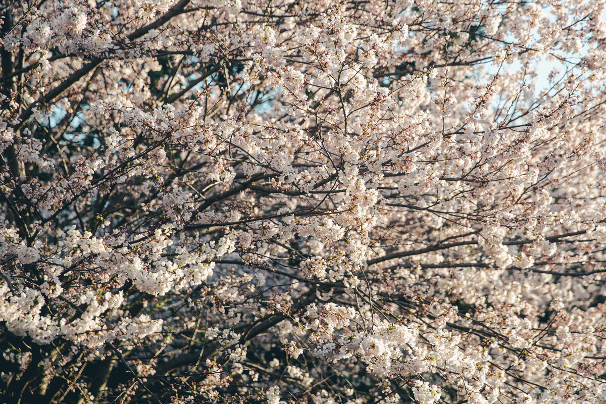 full cherry blossom tree