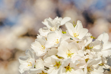 full cherry blossoms blooms