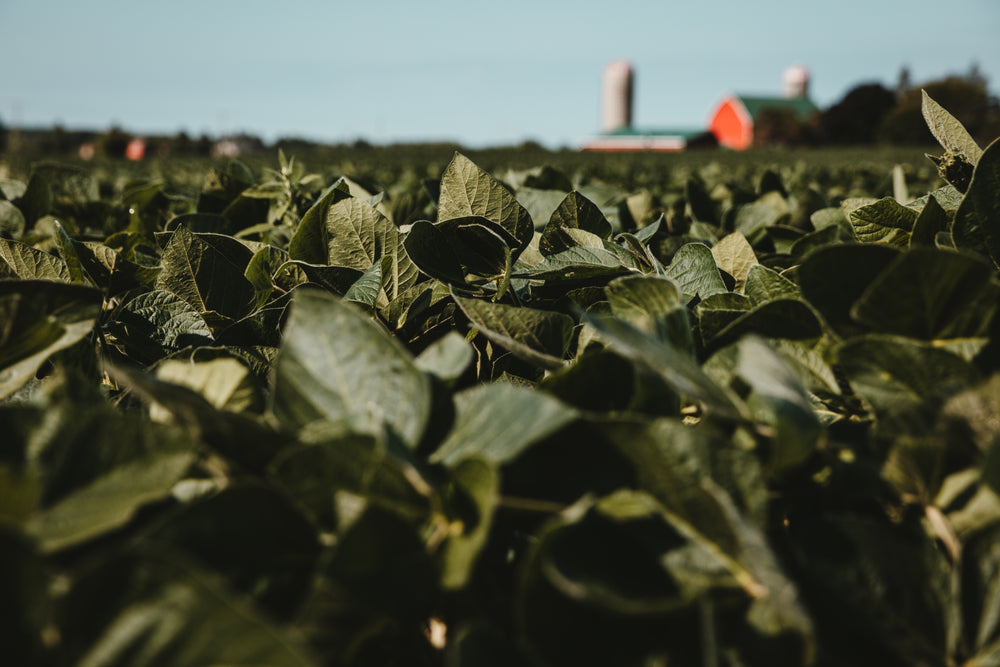 full crop field