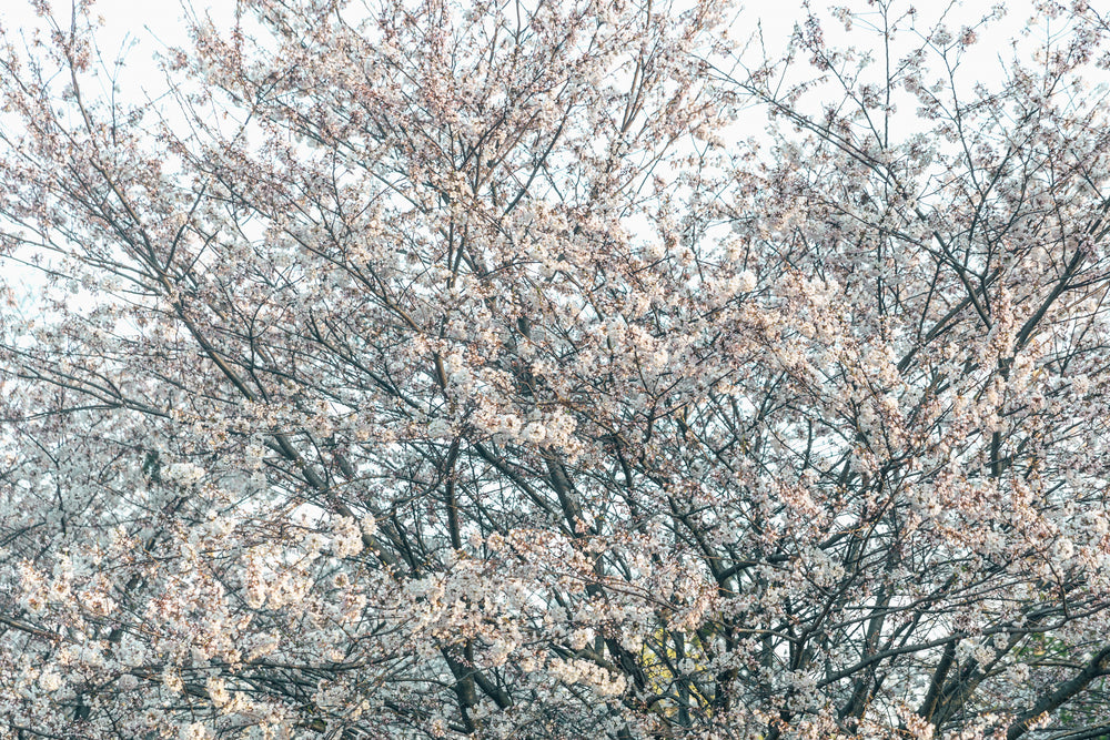 full large cherry blossom tree