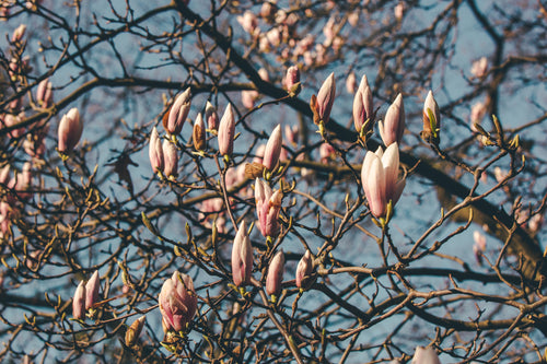 full magnolia blooming tree
