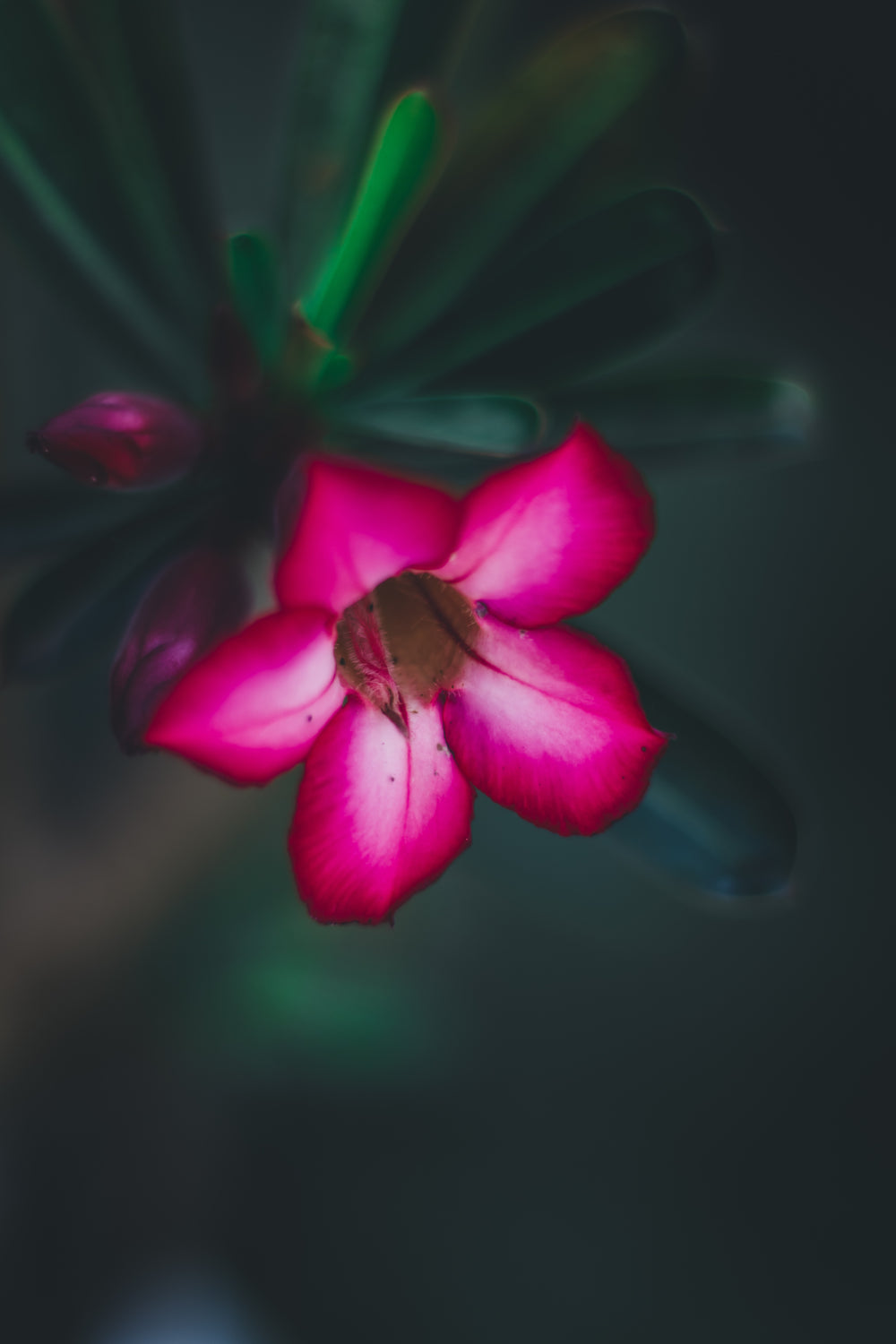 fuschia pink flower