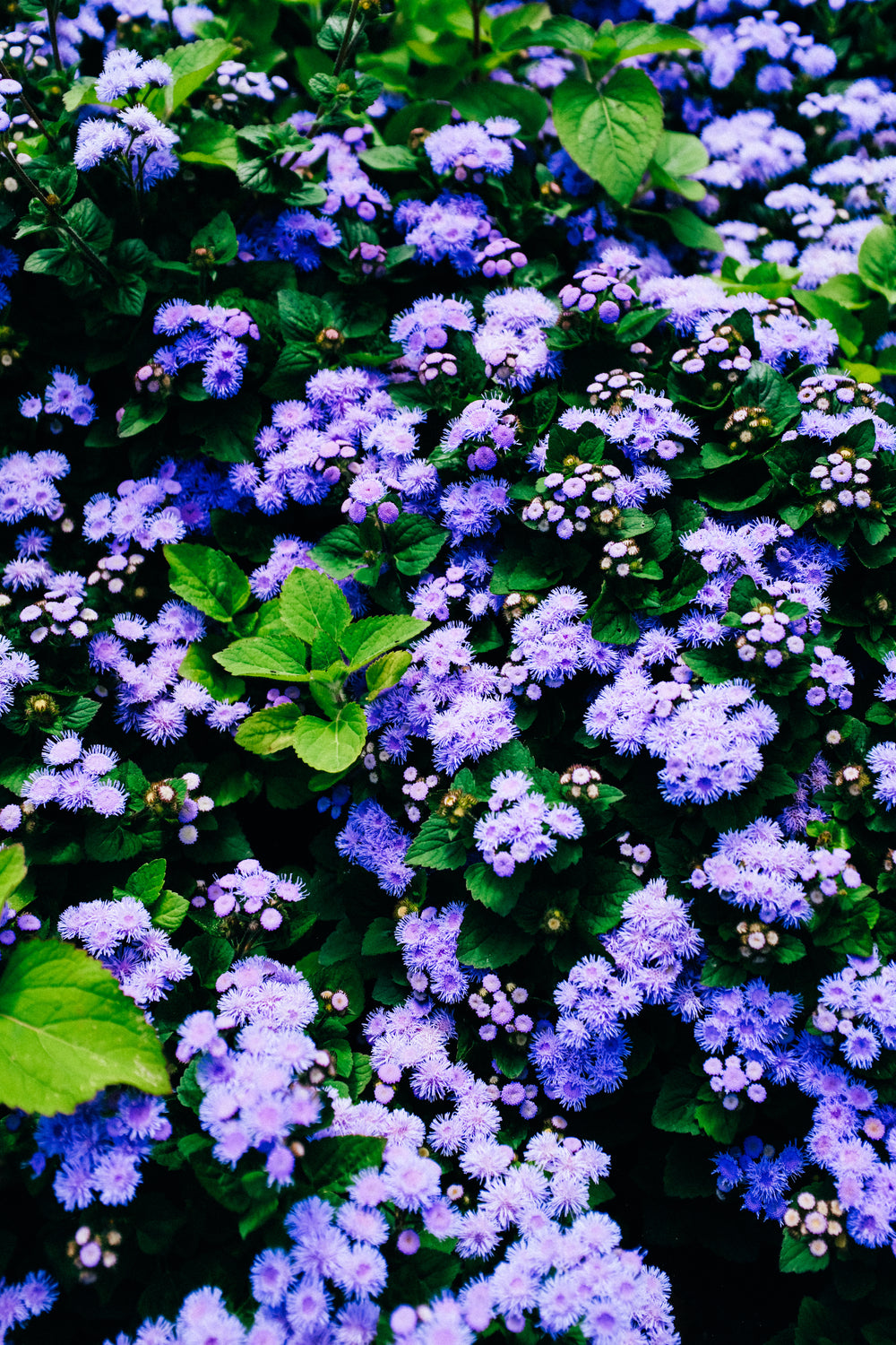 fuzzy bright purple flowers and green leaves