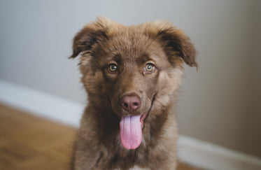 fuzzy brown puppy smiles