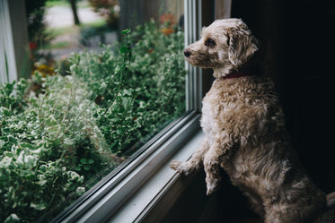 fuzzy dog looks out window