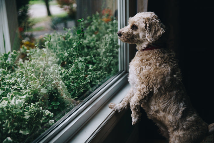 fuzzy-dog-looks-out-window.jpg?width=746