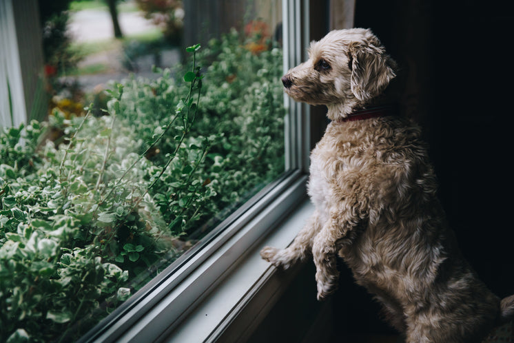 Fuzzy Dog Looks Out Window