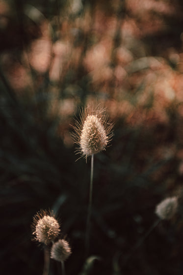 fuzzy top of wild foliage