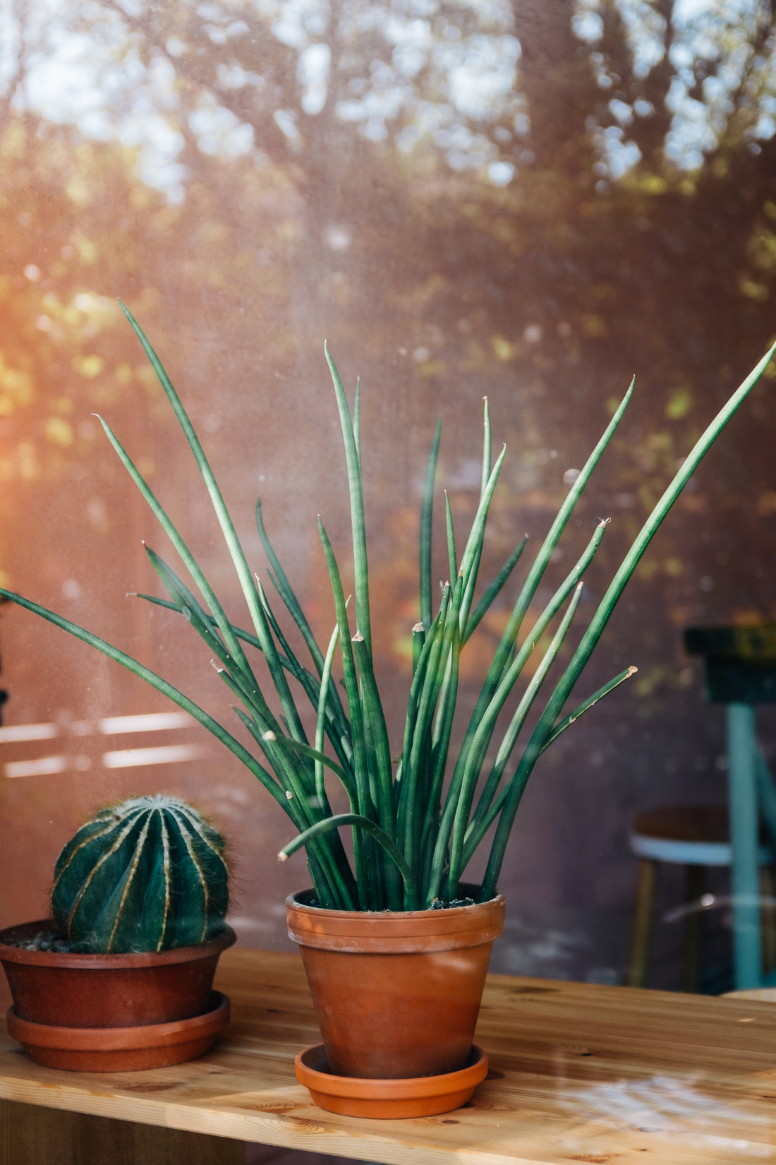 A garden reflected in the window of a house