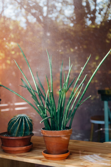 garden reflections in a house window