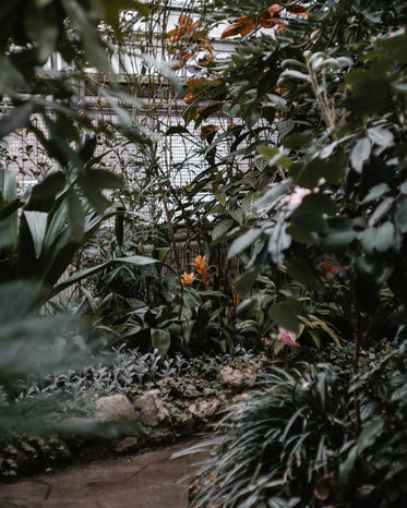 garden view through foliage