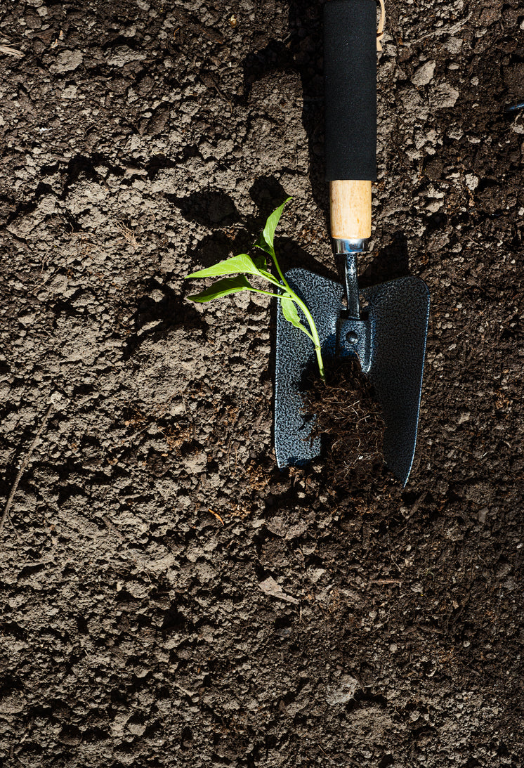 gardening-trowel-with-a-pepper-plant-in-it.jpg?width=746&format=pjpg&exif=0&iptc=0
