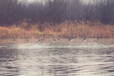 geese on autumn pond