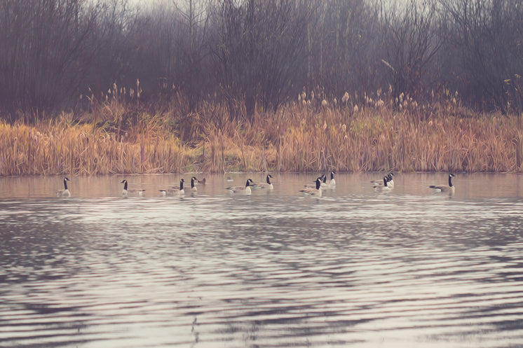 geese-on-autumn-pond.jpg?width=746&forma