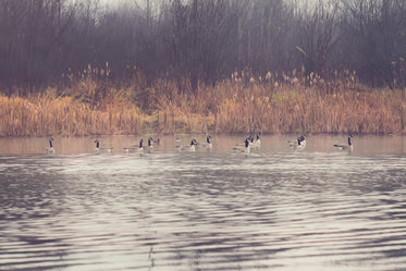 Free Geese On Autumn Pond Image: Stunning Photography