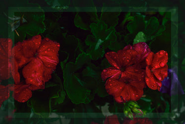 geraniums in bloom with frame