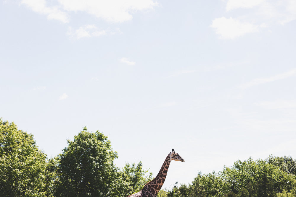 giraffe among the trees