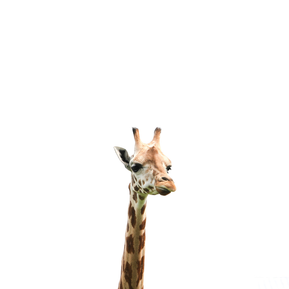 giraffe looking a bit disappointed, to be  honest
