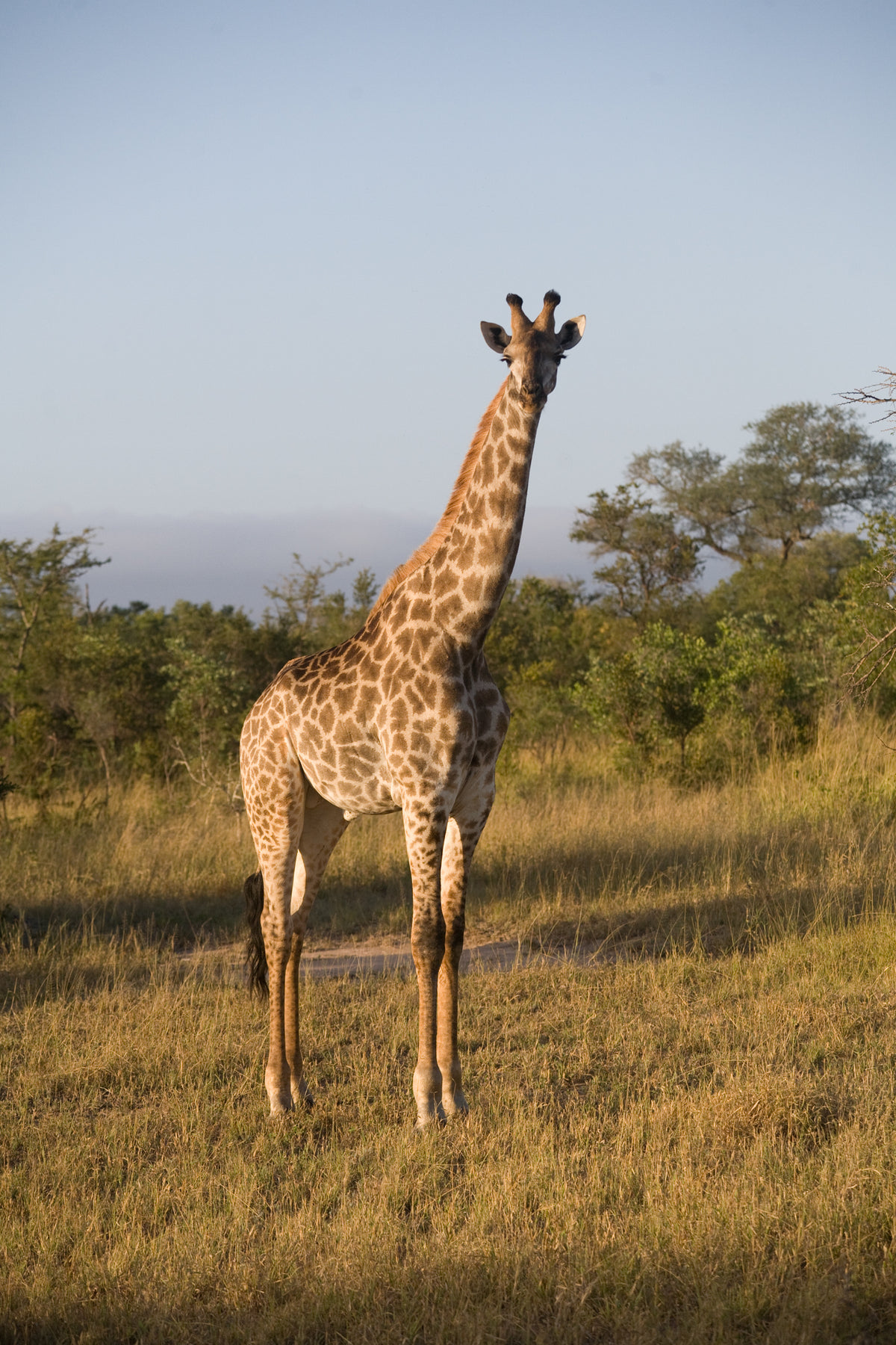 giraffe on safari