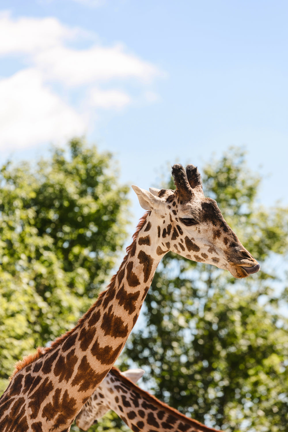 giraffe sticking out tongue