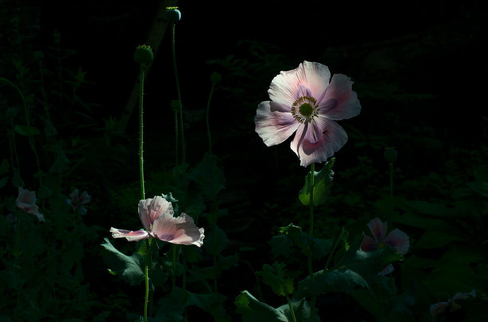 glimmer of sun through flower petals