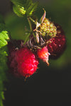 glistening raspberries