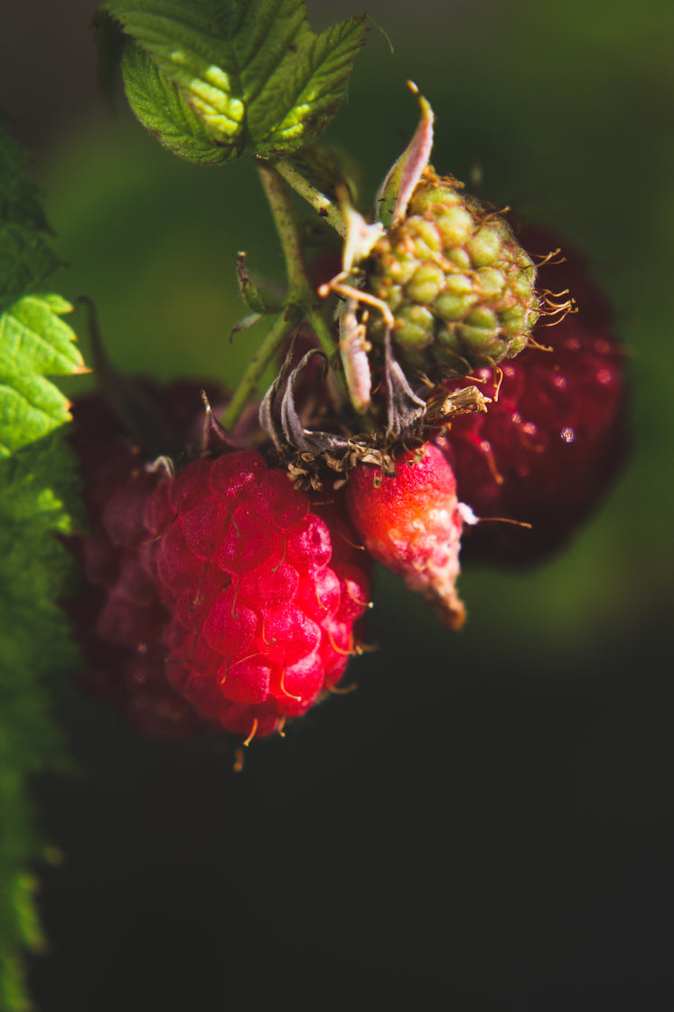 glistening-raspberries.jpg?width=746&format=pjpg&exif=0&iptc=0