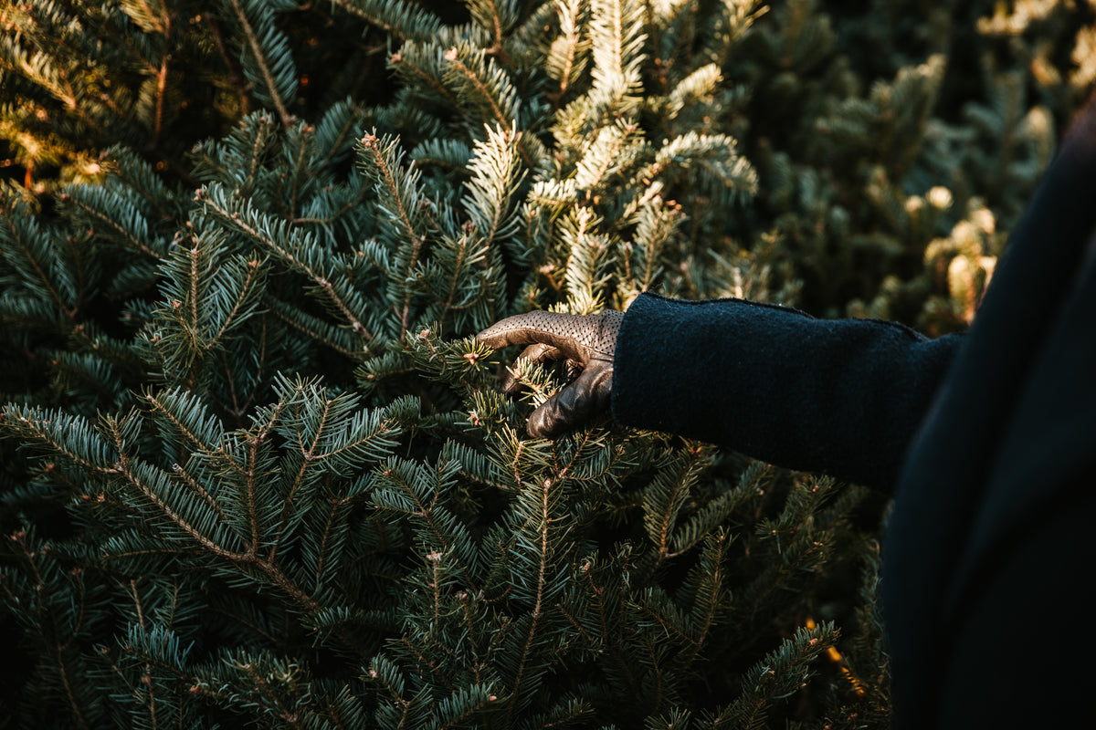 gloved hand touching pine tree