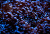 glowing under water plant texture