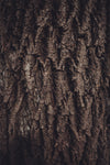 gnarly tree bark
