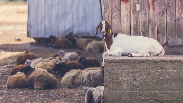 goat and sheep at farm
