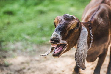goat laughing