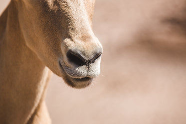 goat mouth close up