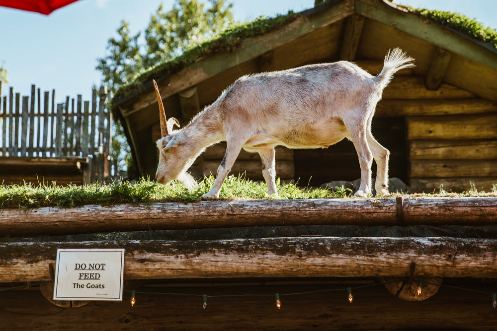 goat on roof