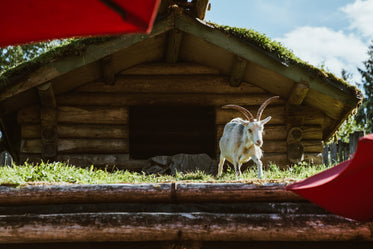goat on the roof