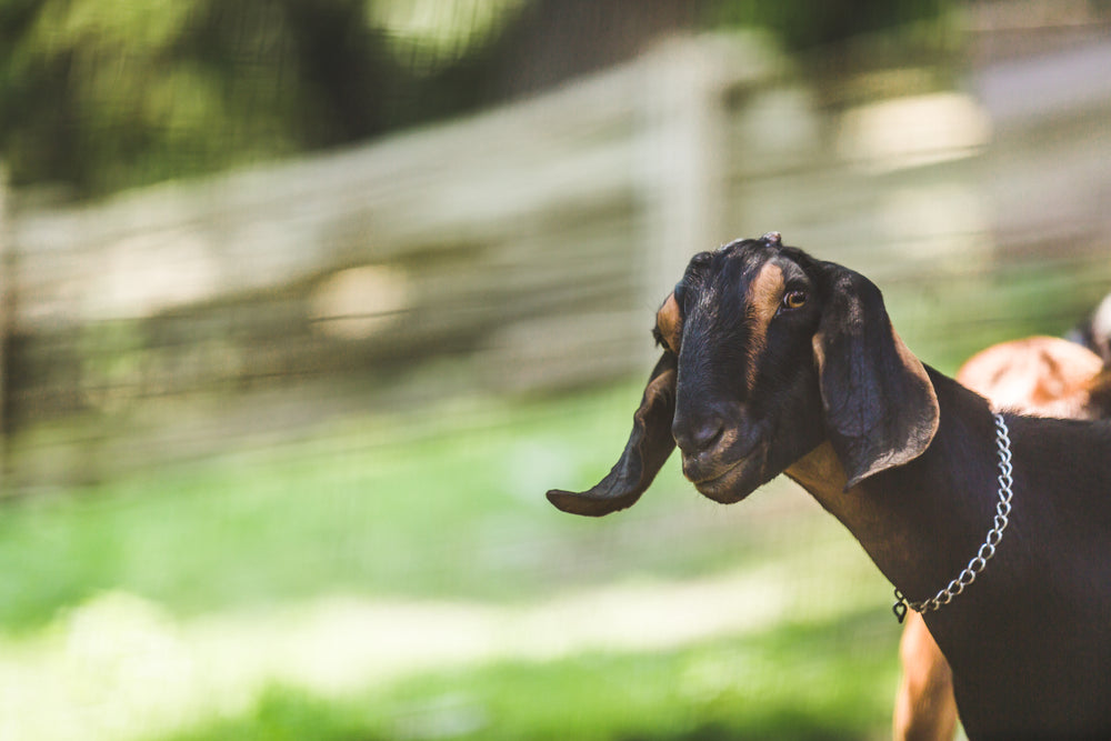 goat peeking into frame