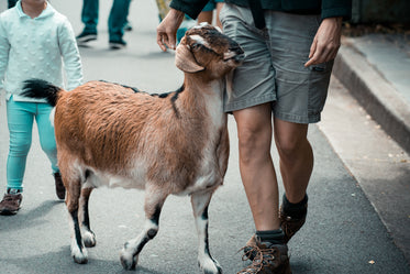 goat walking with man on street