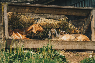 goats in the shade