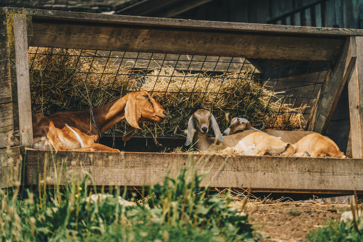 Goats In The Shade