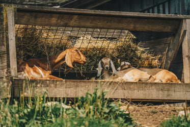 High Res Goats In The Shade Picture — Free Images