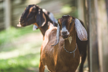 goats on farm