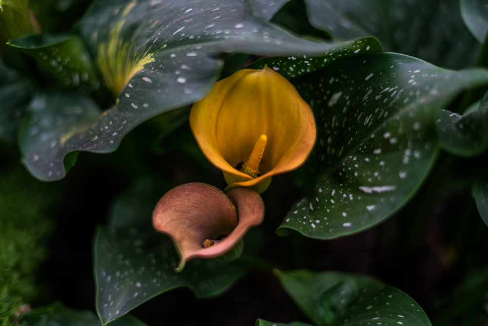 gold & pink calla lilies