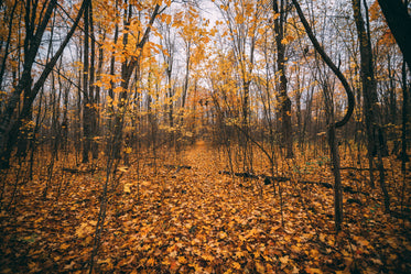 golden autumn leaves