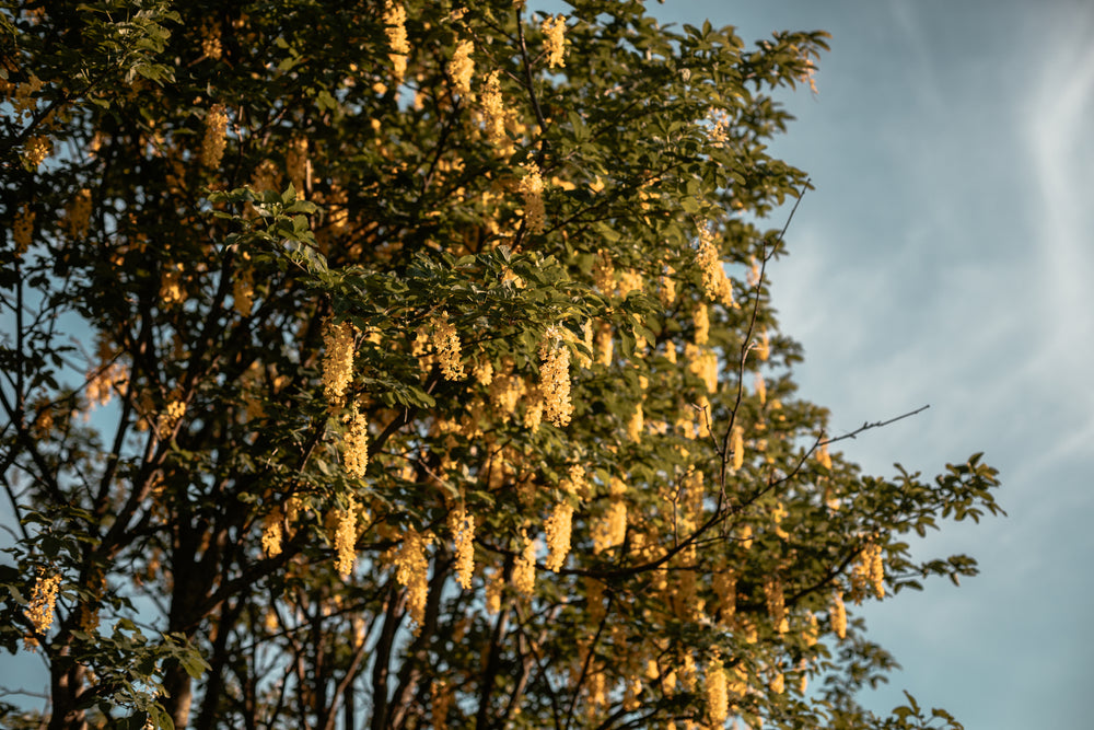 golden chains